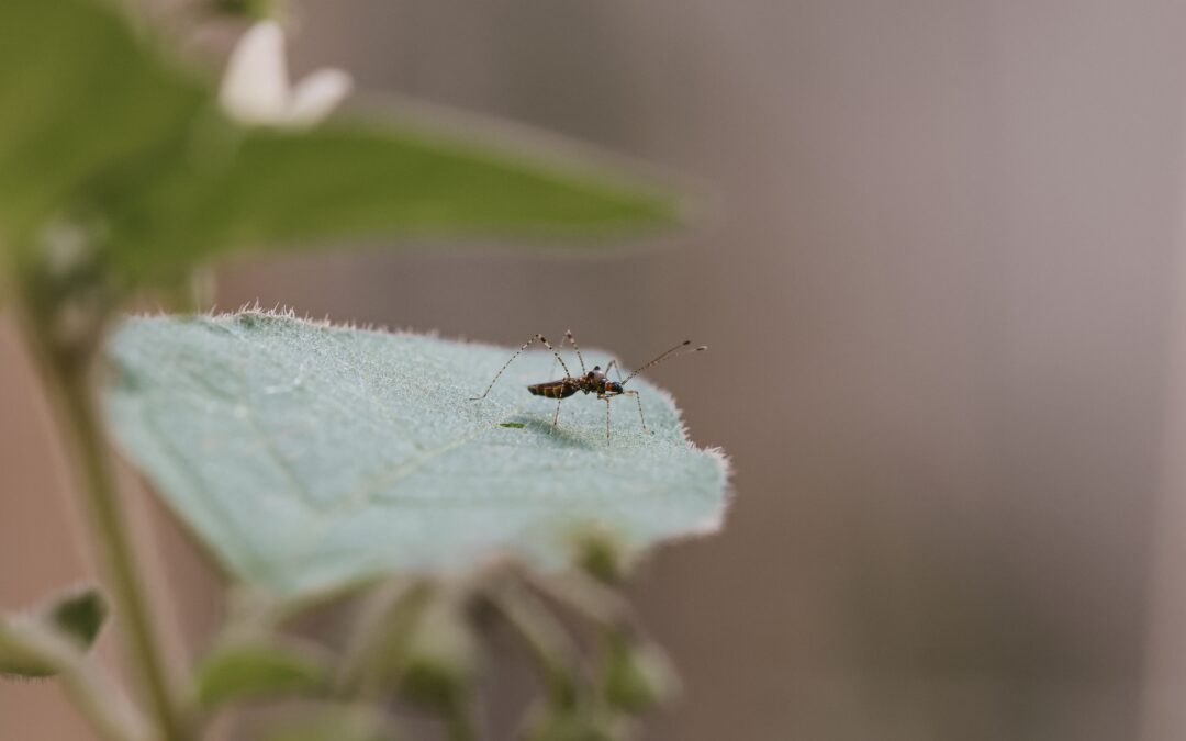 Panama Registers 8,250 Dengue Cases This Year