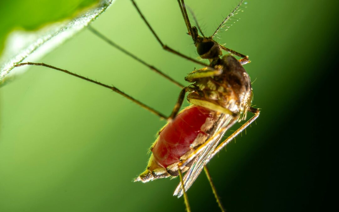 Communities most affected by dengue will receive insect repellents and mosquito nets