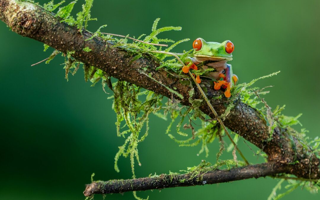 From Expat to Citizen: The Journey of Naturalization in Costa Rica