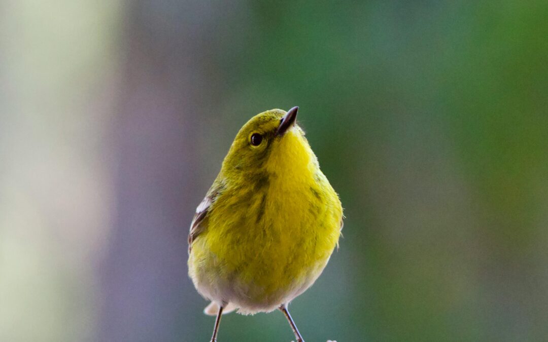 Canada to Support Bird Preservation in Costa Rica and Other Regional Countries with $15 Million